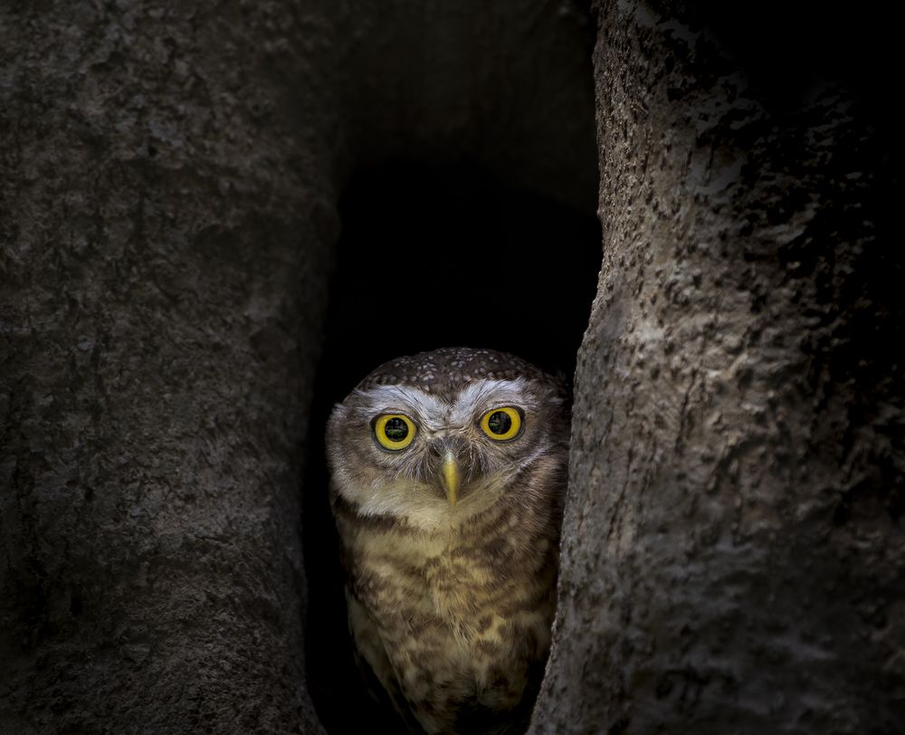 Photograph by SETHU RAJ R