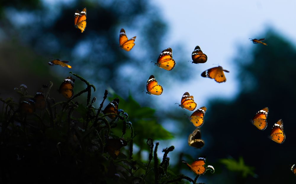 Photograph by Deepak KGK