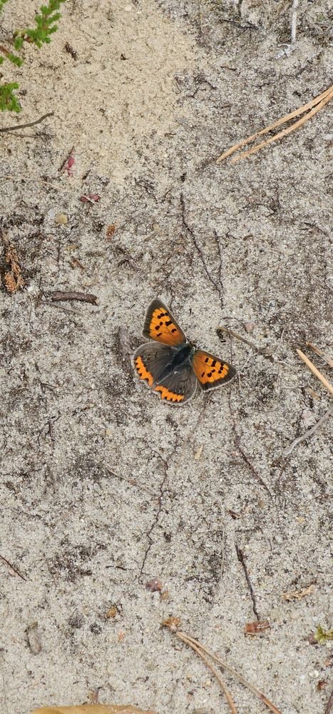 Фотография автора Александр Петуховский