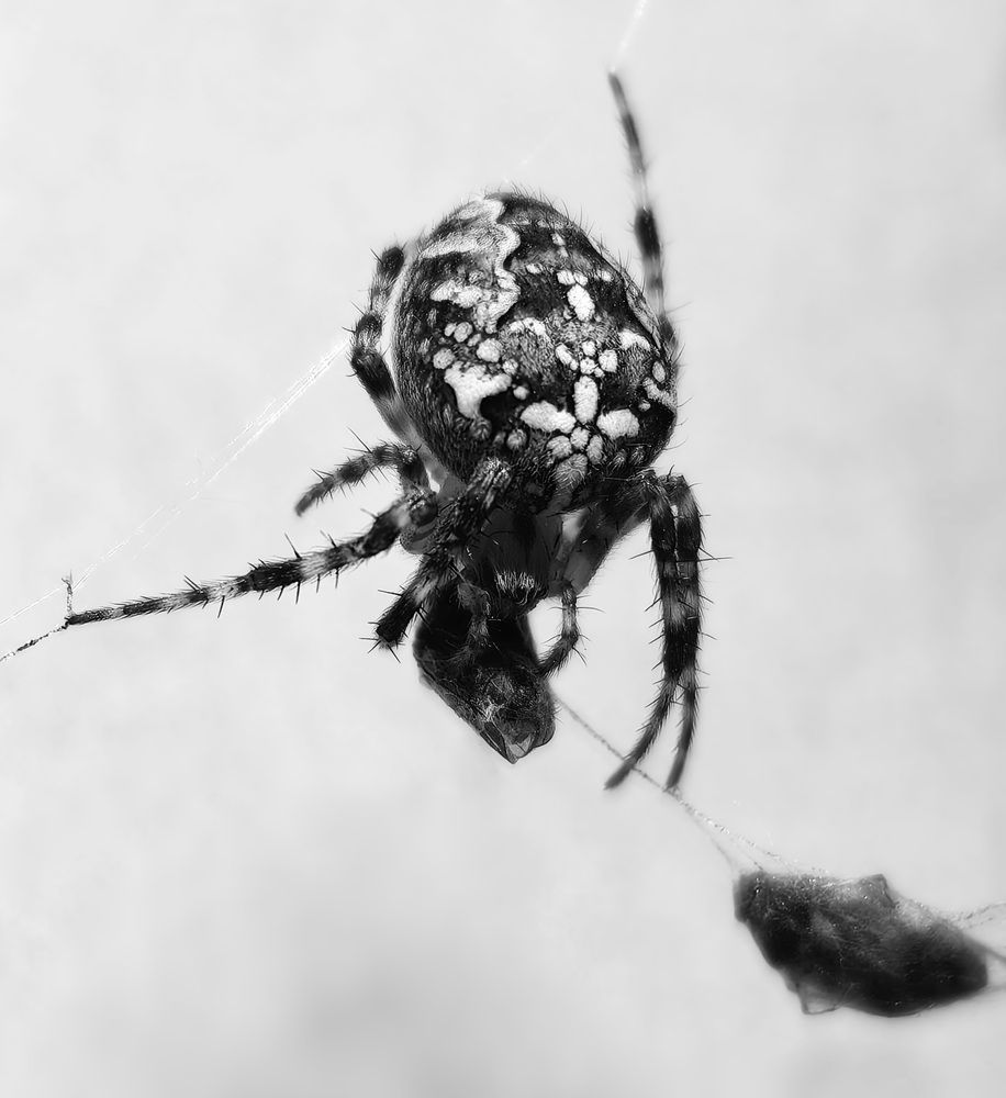 Photograph by Кристина Феминова