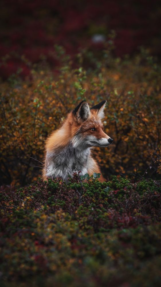 Photograph by Елена Ненашкина