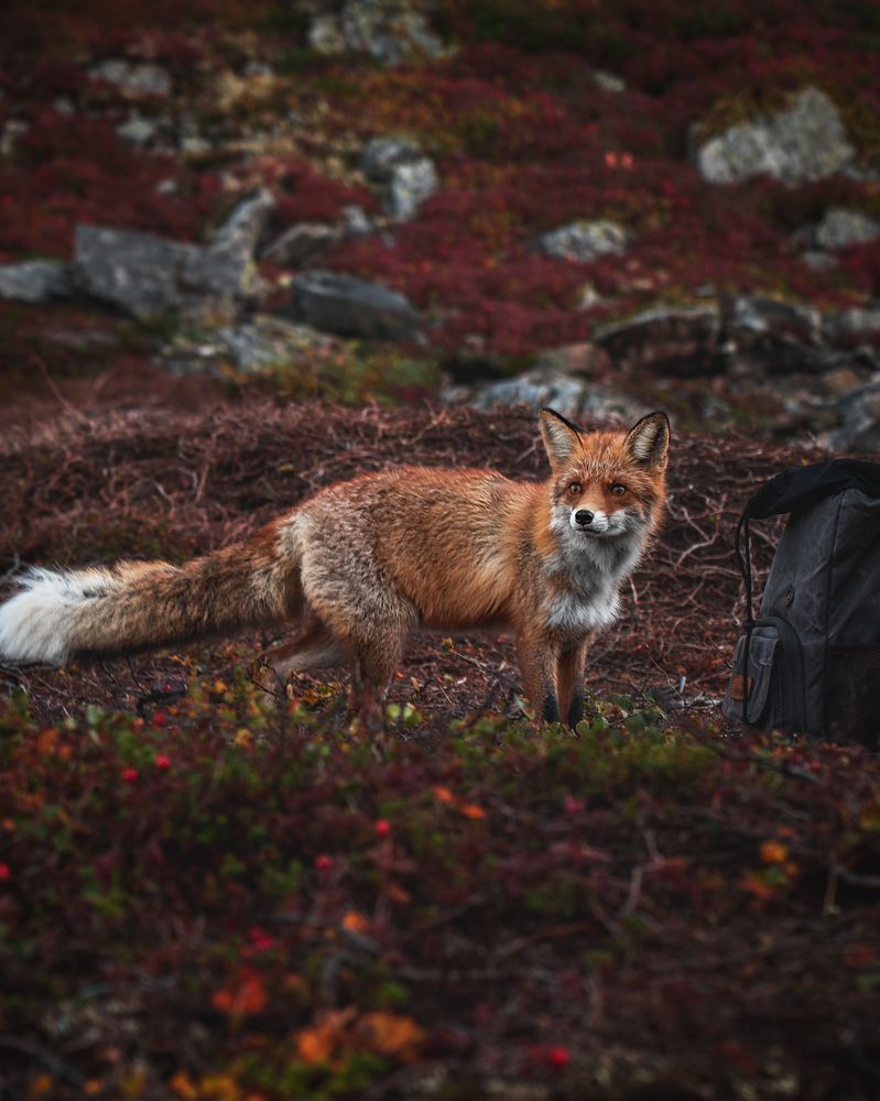 Photograph by Елена Ненашкина