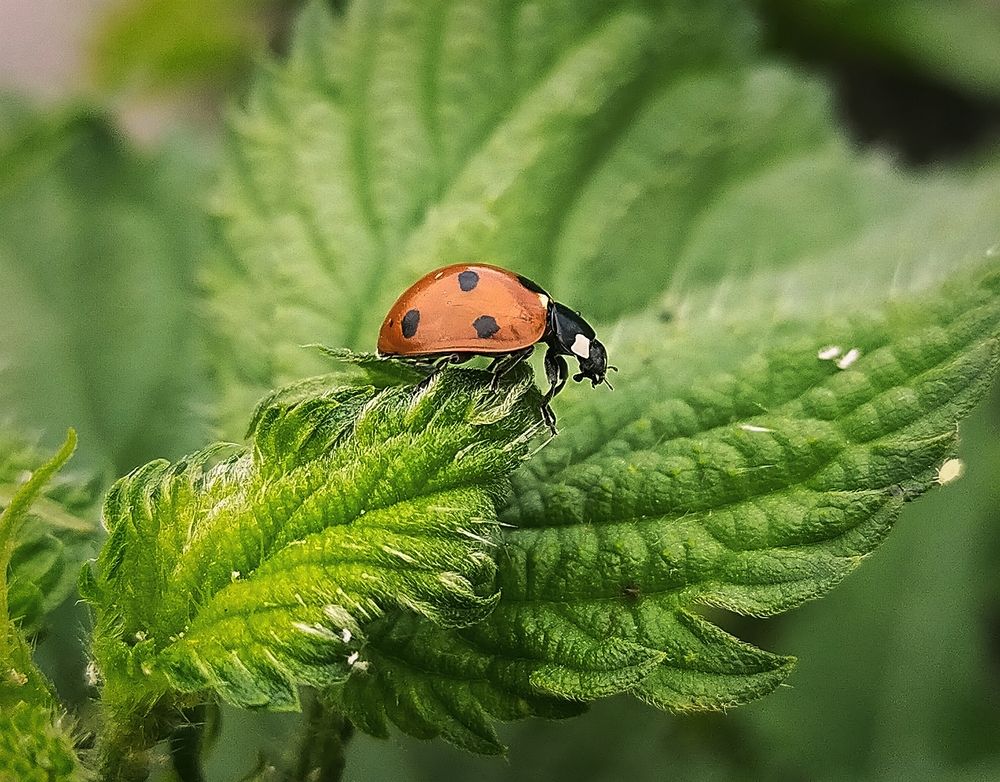 Photograph by Ольга Мартьянова