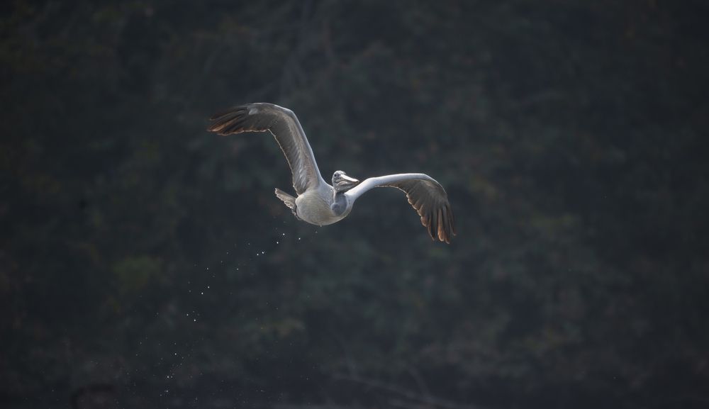 Fly in the air like a flight