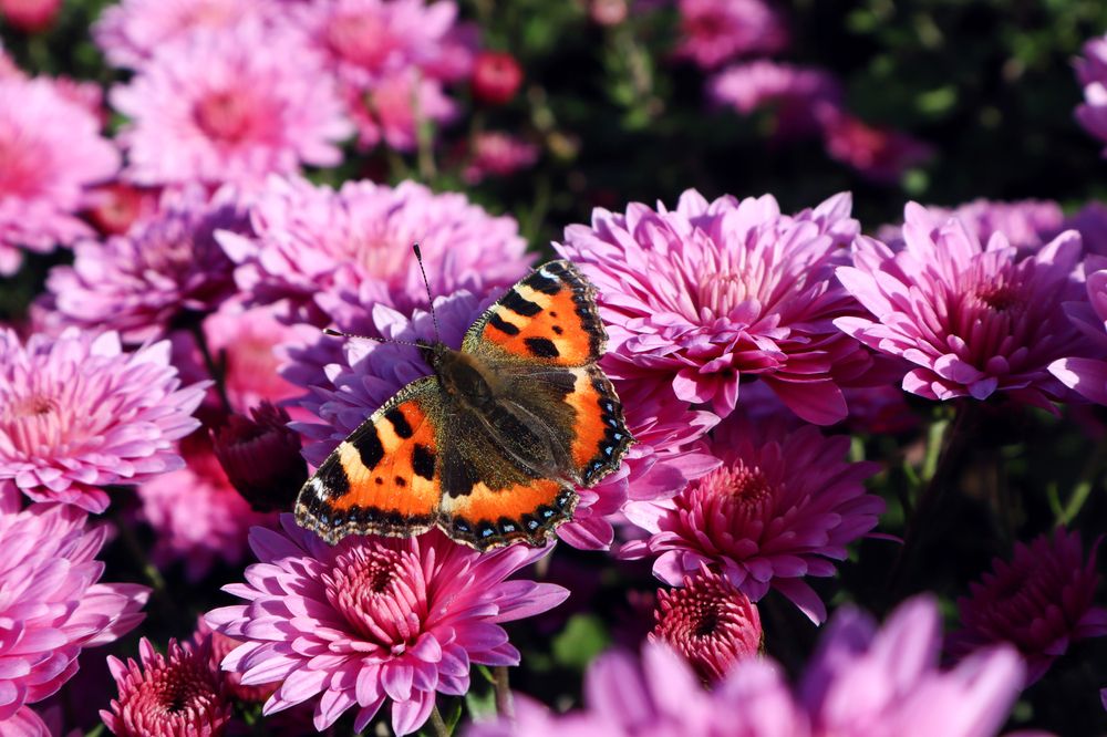 Photograph by Мария Самолевич