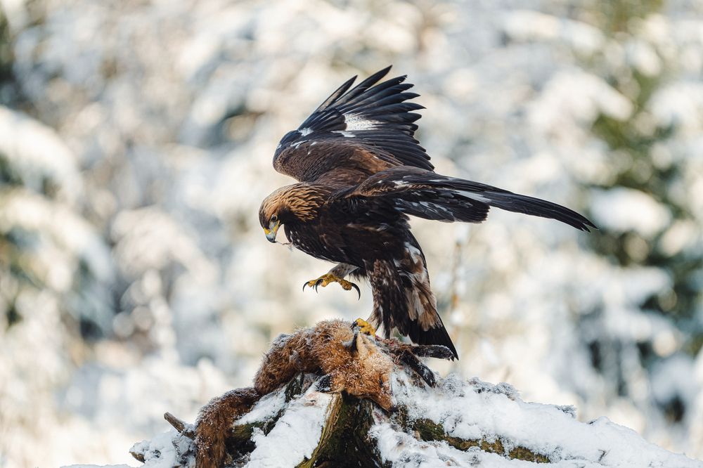 Photograph by Олег Гуляков