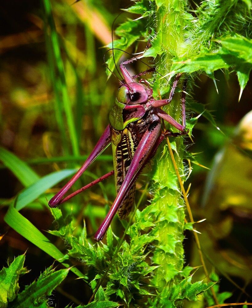 Стремящийся вверх