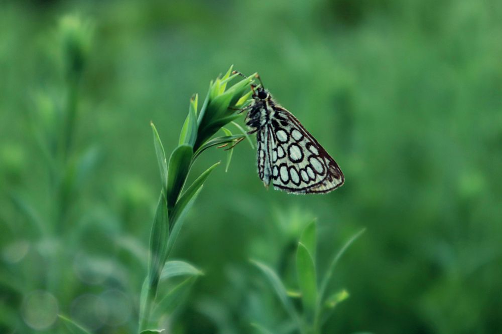 Photograph by Мария Самолевич