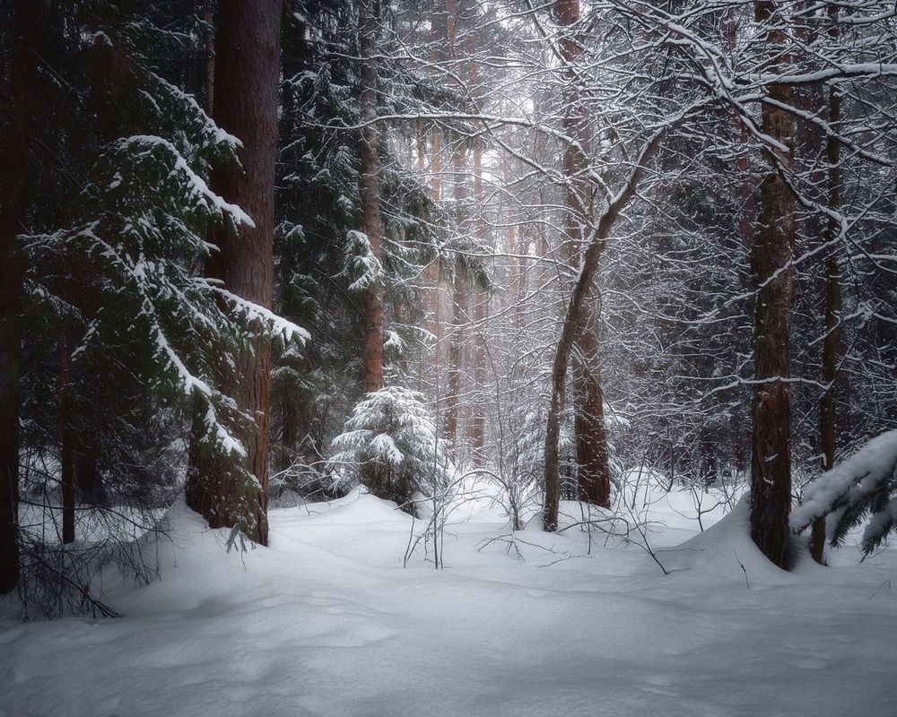 Снежное спокойствие