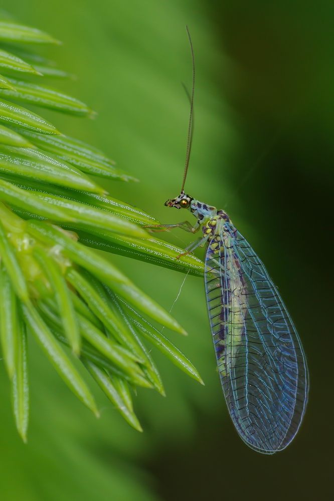 Photograph by Janek Kamja