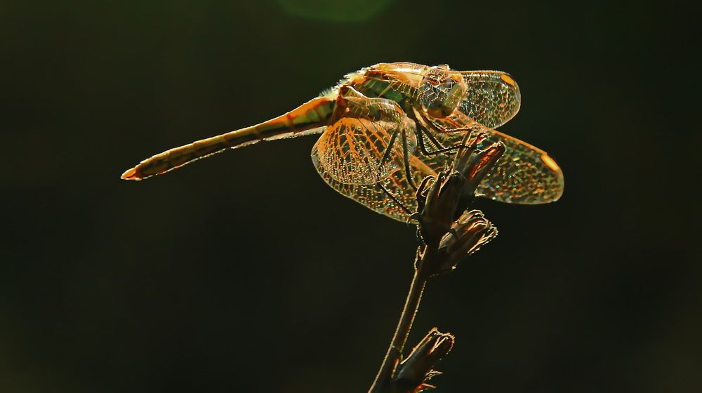Фотография автора Сергей Кульков
