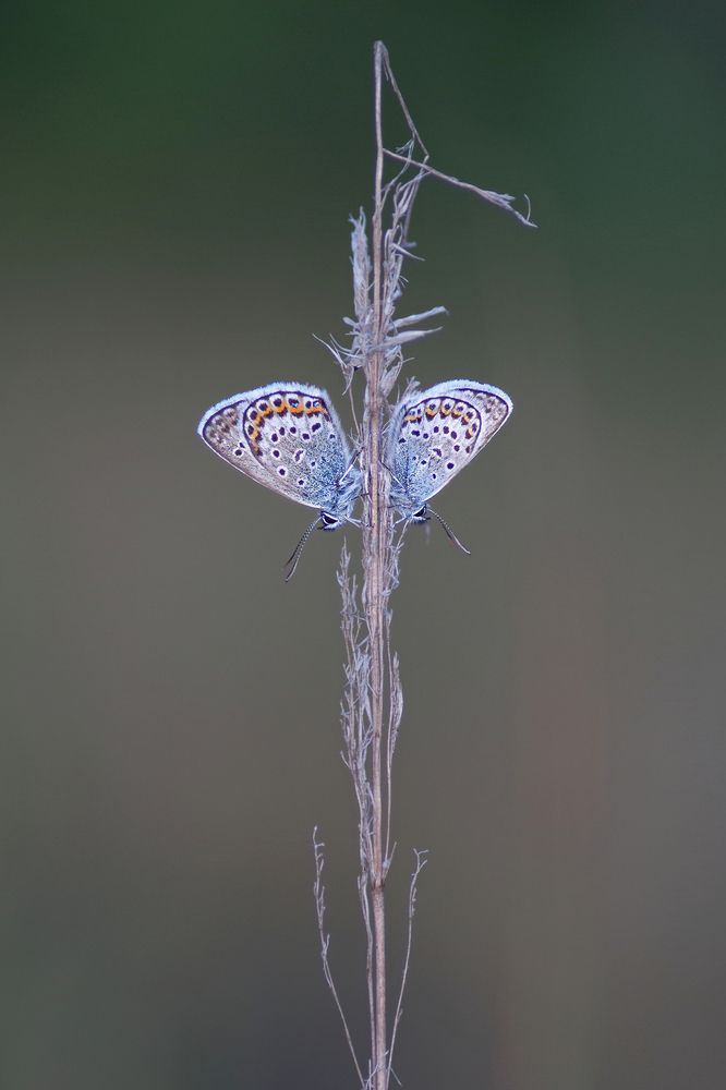 Photograph by Janek Kamja