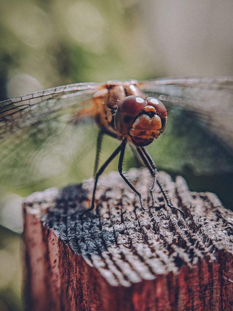 Photograph by Светлана Фоменко