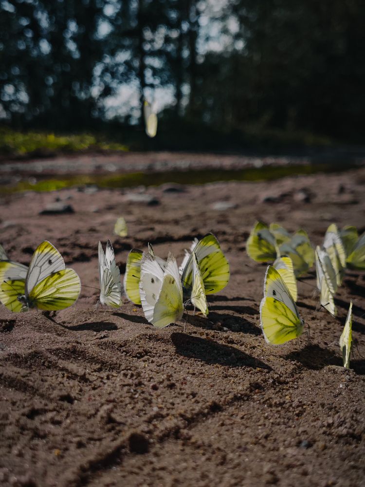 Photograph by Светлана Фоменко
