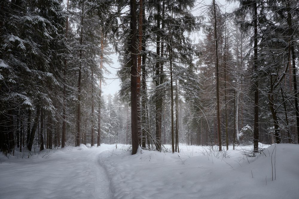 Холодное безмолвие