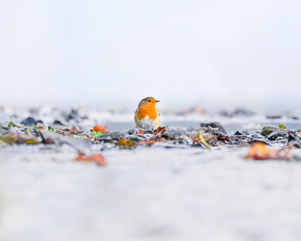 Photograph by Siddhartha Roy Choudhury