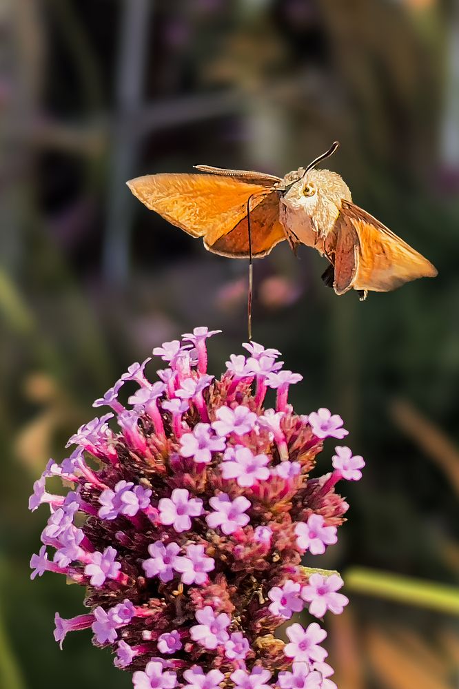 Фотография автора Олег Васильев