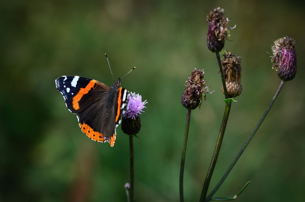 Photograph by Алексей Турчин
