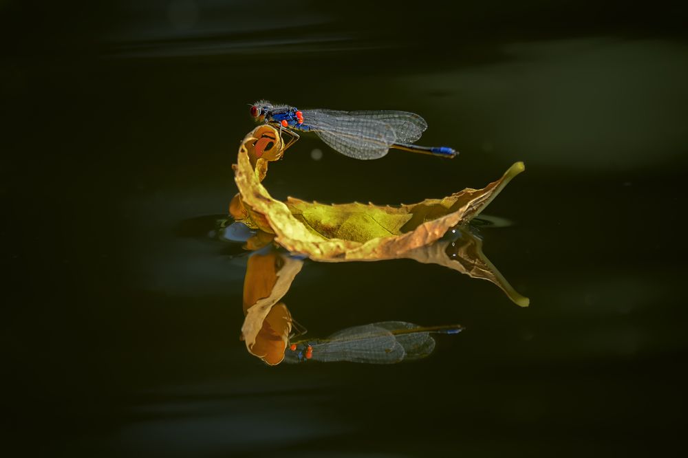 Photograph by Natalia Bolotenkova