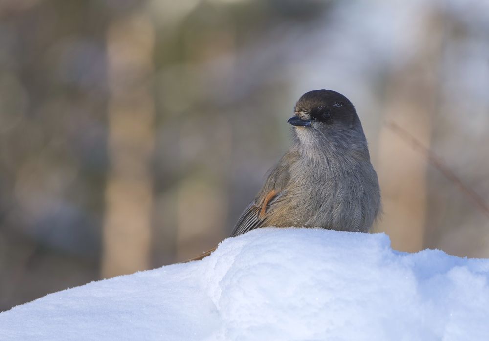 Фотография автора Viktoriya Kim