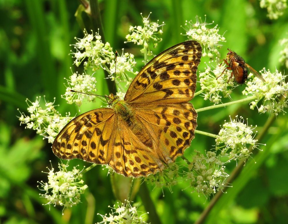 Большая перламутровка