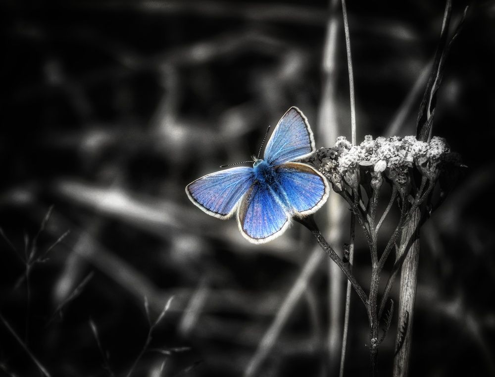 Синее на черном