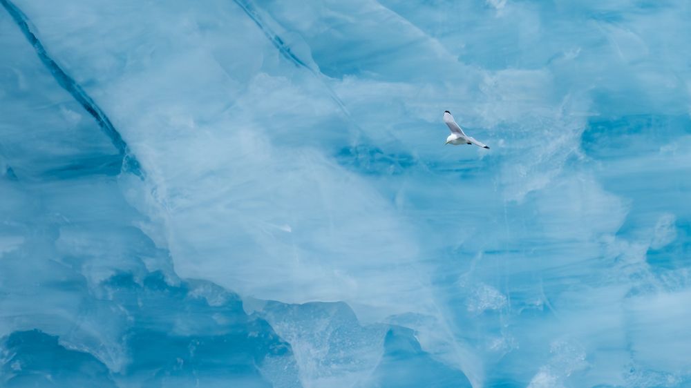 Photograph by Shobhit chawla