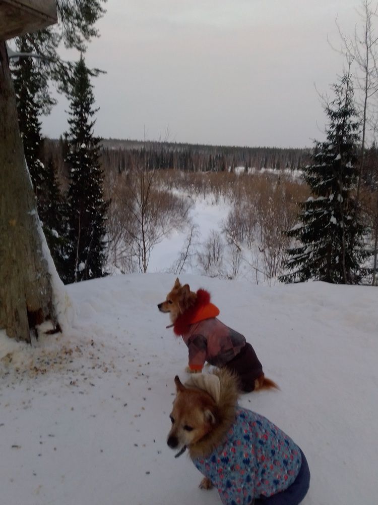 С любимыми питомцами на прогулке в зимнем лесу