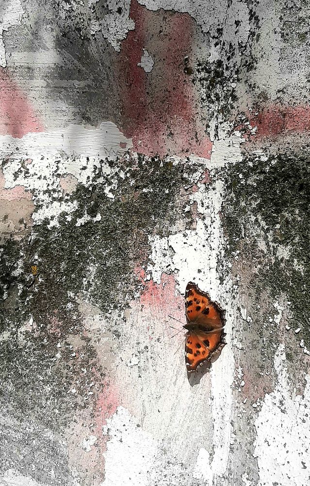 Photograph by Любовь Дворникова