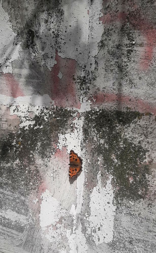 Photograph by Любовь Дворникова