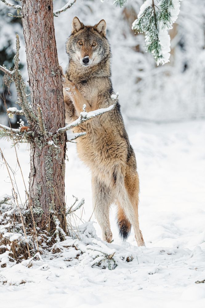 Photograph by Олег Гуляков