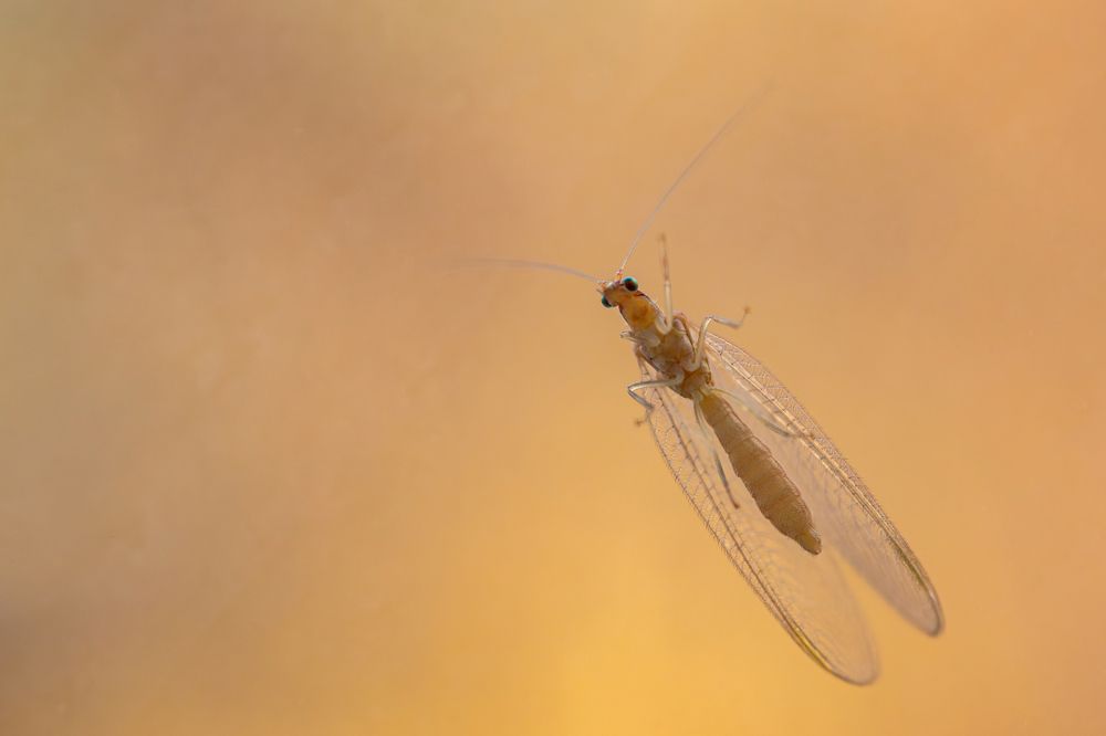 Фотография автора Ольга Альт