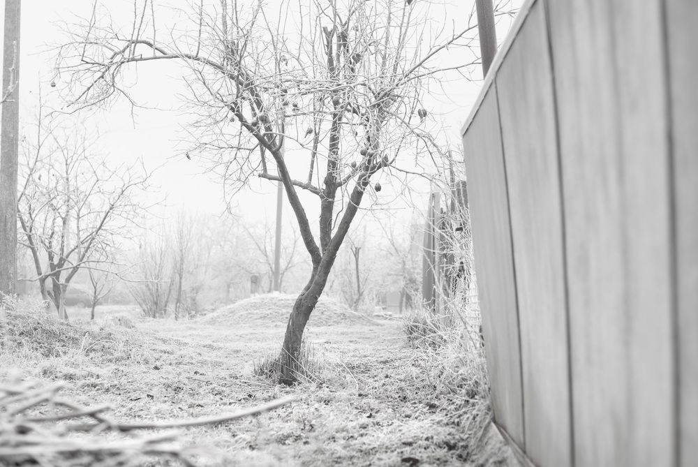 Фотография автора Лейли Симонян