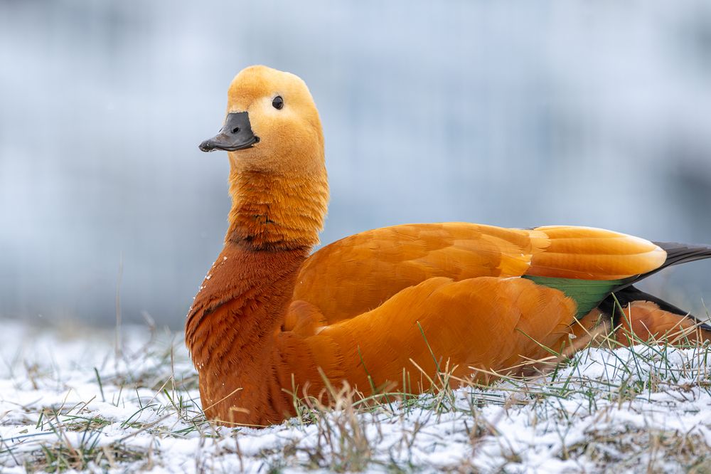 Photograph by Вера Машина