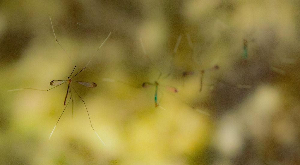 Photograph by Pawan Guruge