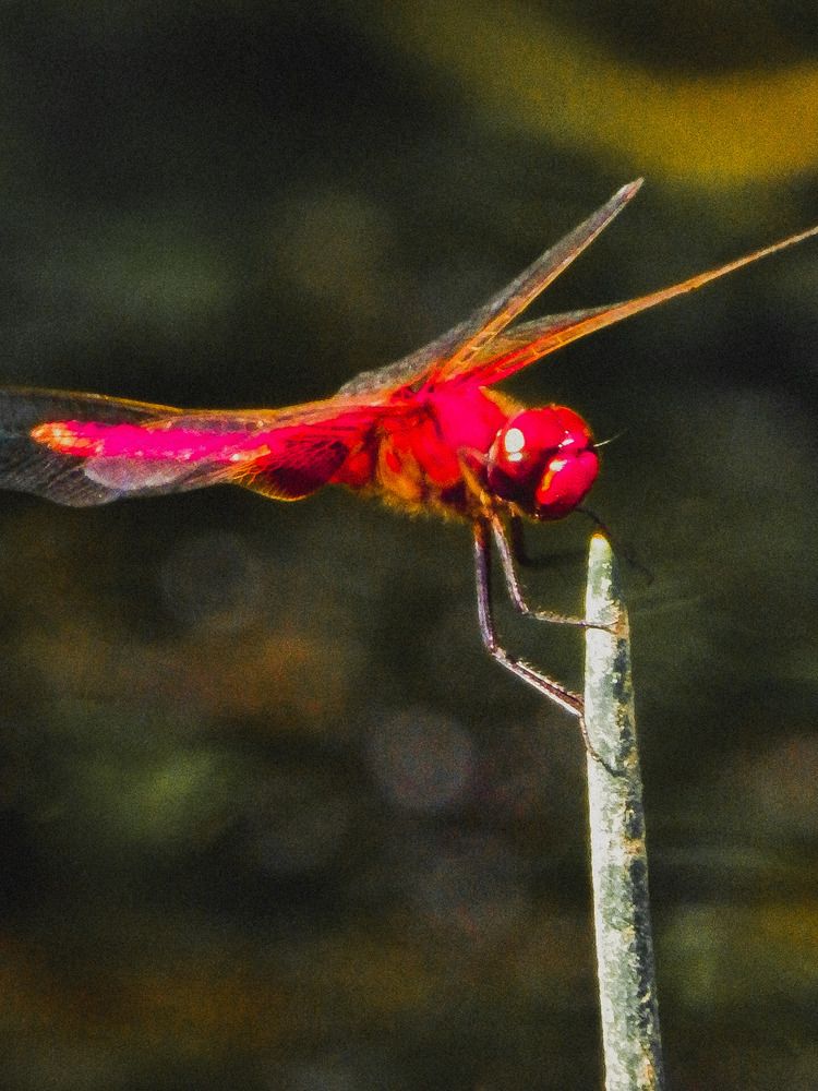 Photograph by Pawan Guruge