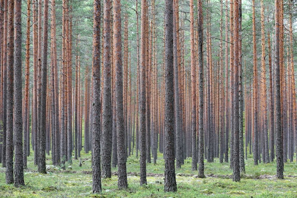 Photograph by Унку Юрий