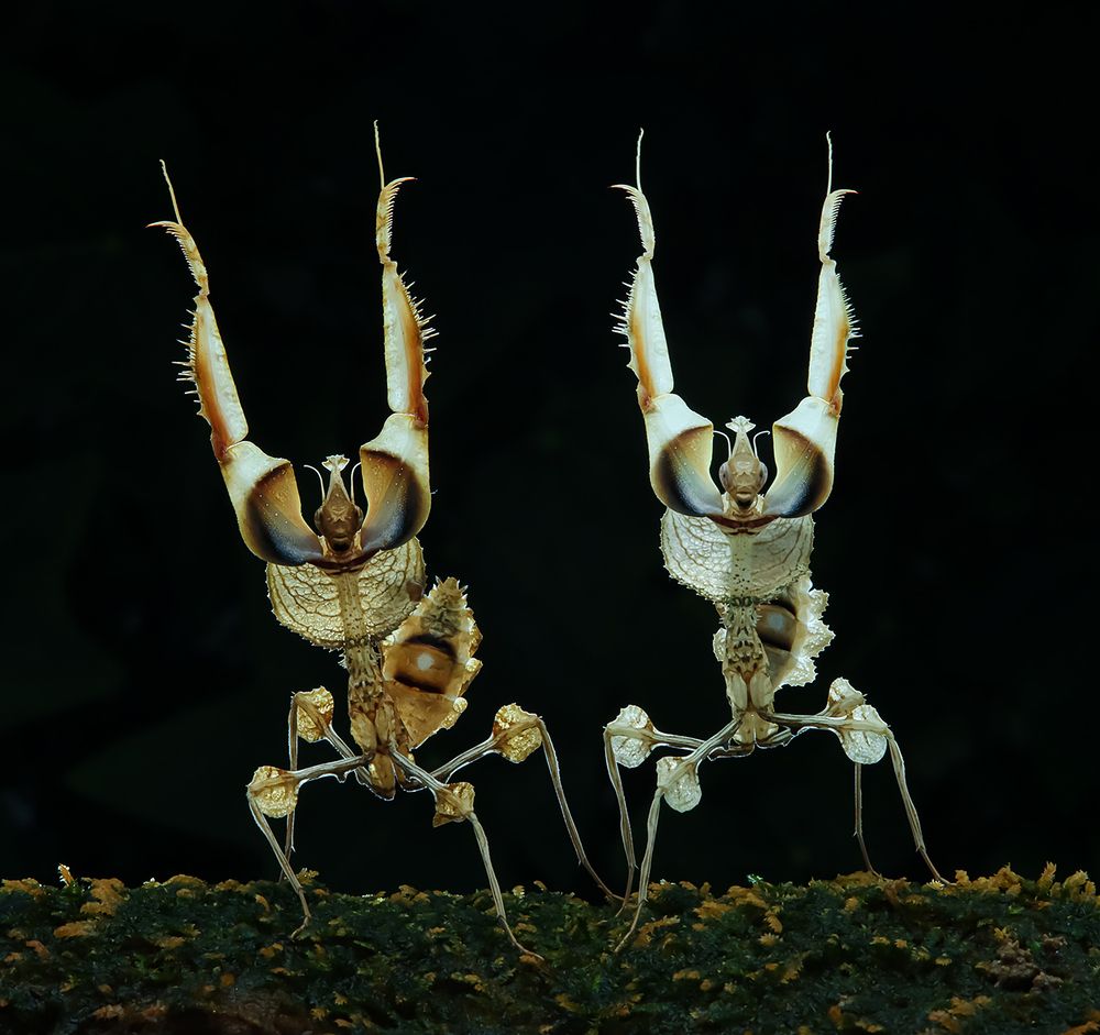 Devil Flower Mantis - Idolomantis Diabolica