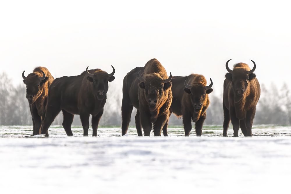 Photograph by Пронин Денис