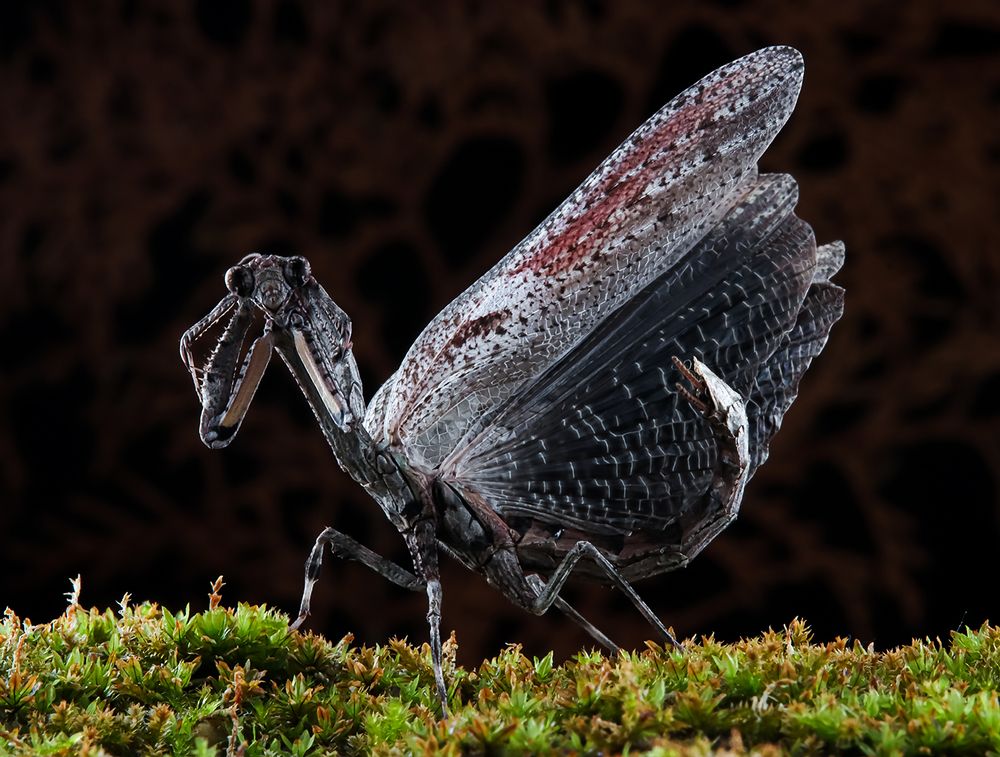 Asian Twig Mantis - Ambivia Undata