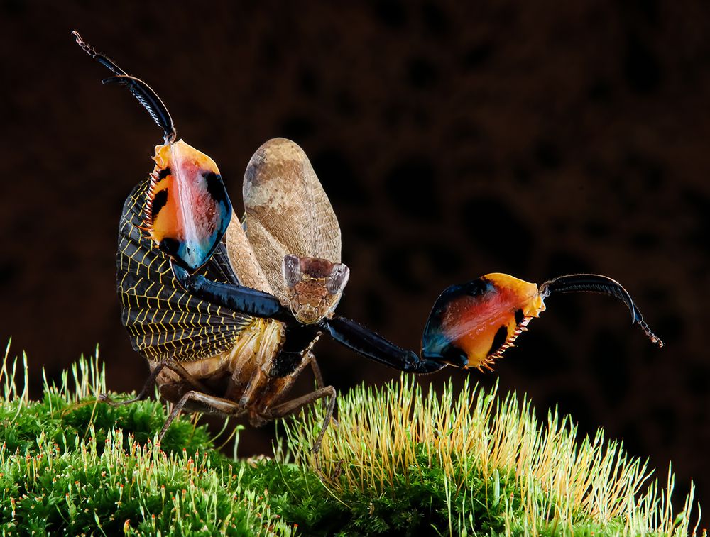 Boxer Mantis - Astyliasula Phyllopus