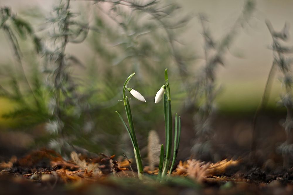 12 months (23.01.2025)