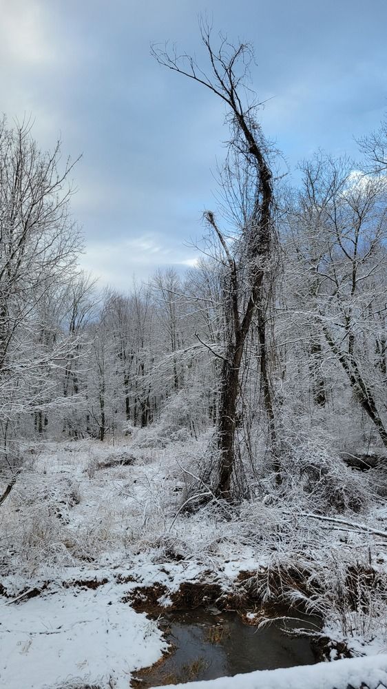 Photo #11911838
