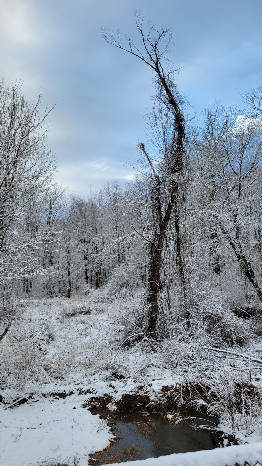Photo #11911838