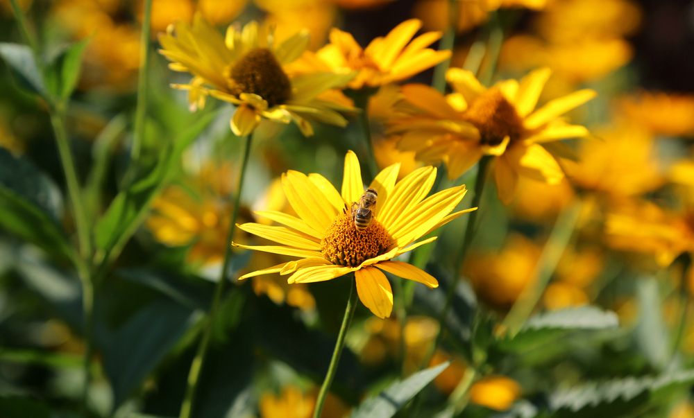 Photograph by София Лаврентьева