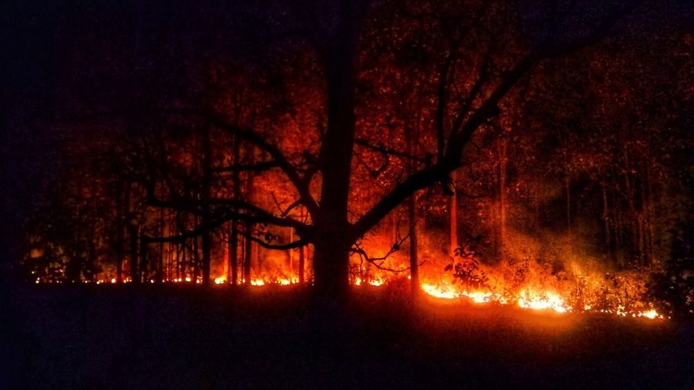 The Burning forest