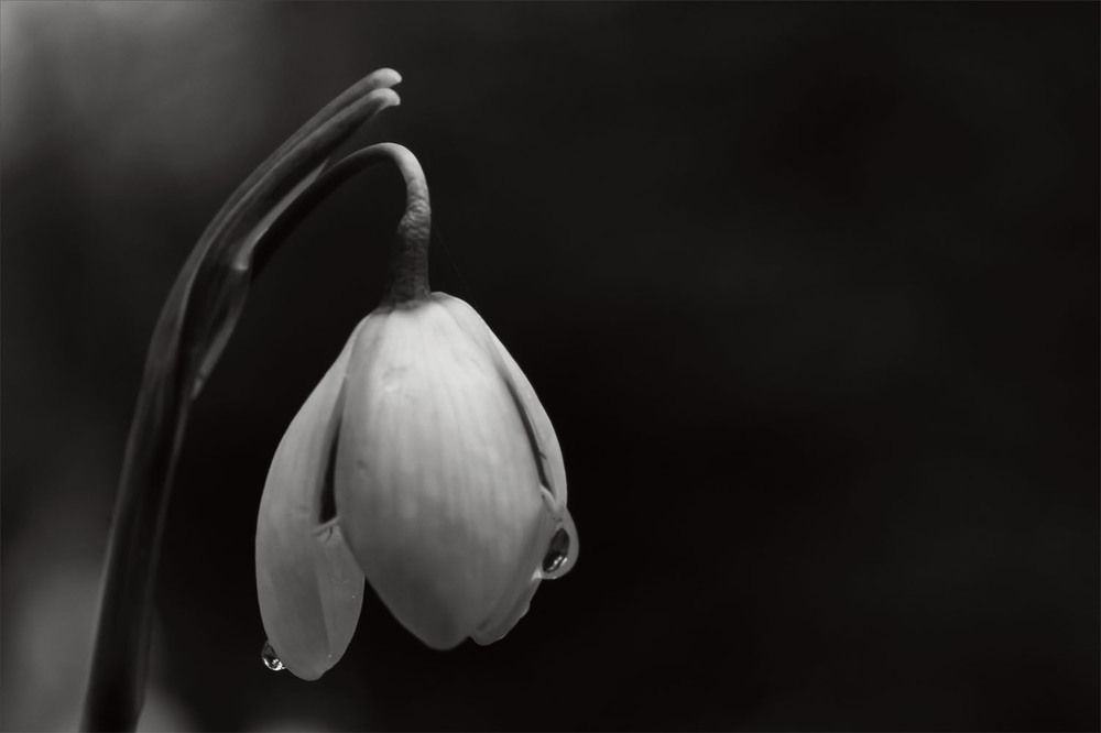 Photograph by wendy vanhoudt