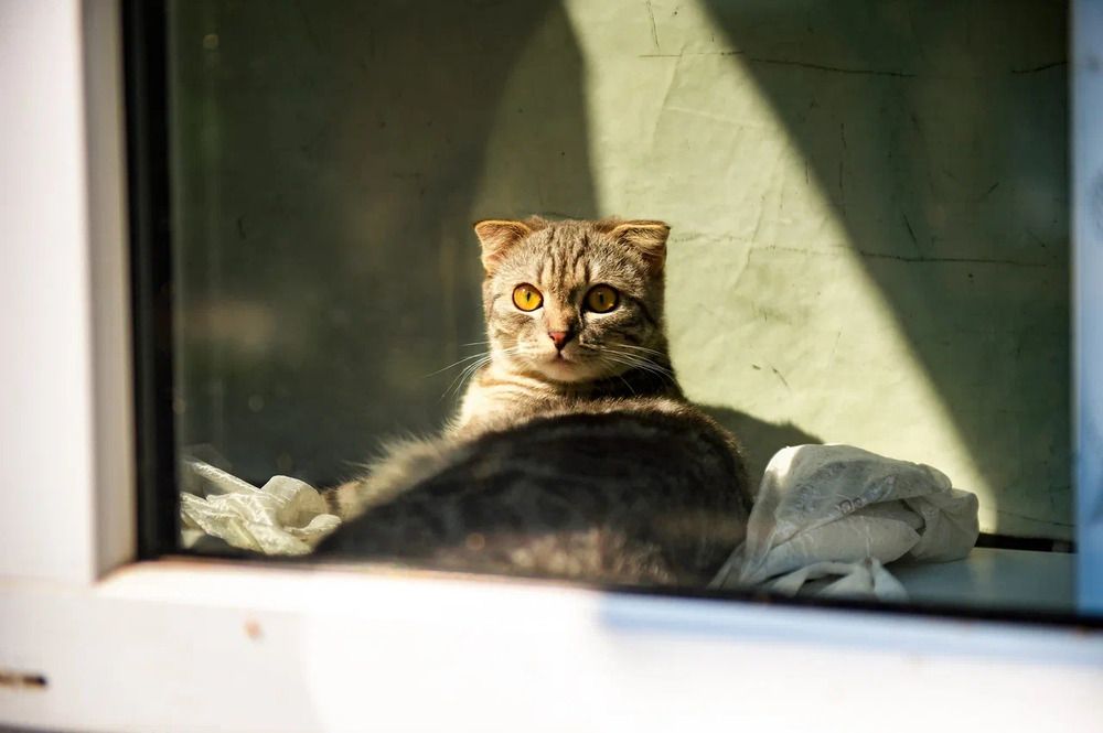 Кошки кошки и КоТЫ))