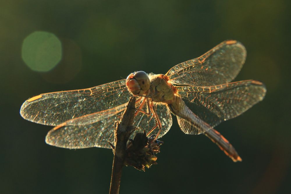 Фотография автора Сергей Кульков