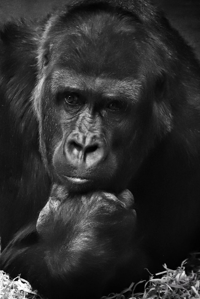 Фотография автора Елена Кириллова